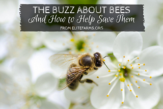 The Buzz About Bees And How to Help Save Them