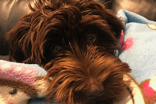 A brown puppy with his head sticking out of a blue blanket