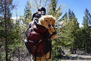 The best Mid Atlantic hiking trails to walk your dog