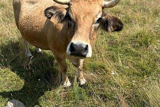 An Aubrac cow standing in a field