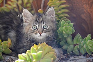 Little Miss Freyja