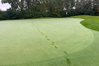 Cloudy & Wet! Take All Patch, Yellow Tuft, Dollar Spot Peaks and Moss Research