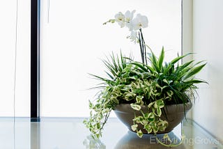 Interior plant maintenance in Danville, California