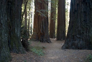 Breathe In, Breath Out: A Meditation With the Trees