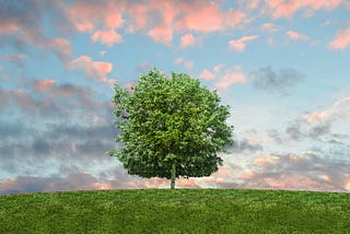 A lone, thriving green tree at dusk.