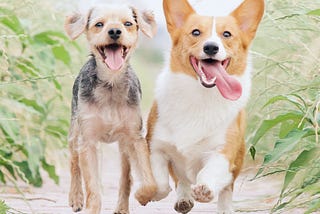 Two healthy happy dogs running