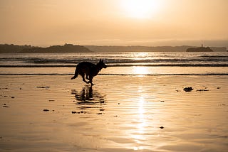 Man’s Best Friend Faced with Breaking the News to Him About Climate Change