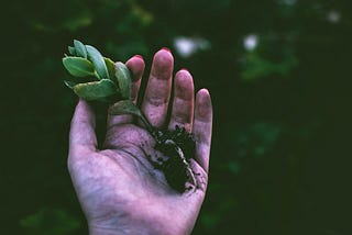 Photo by Lisa Fotios: https://www.pexels.com/photo/person-holding-green-succulent-plant-1301857/