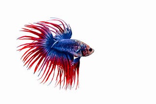 The Majestic Crowntail Betta Fish: Your Comprehensive Guide to Care, Breeding, and Lifespan