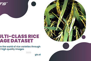 Unveiling the Power of AI in Agriculture with Globose Technology Solutions’ Multi-Class Rice Image…