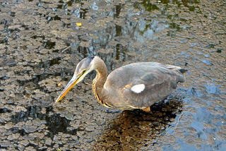 An Ignorant Birder’s Guide to Birds