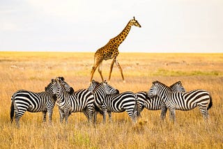 3 Day Lake Manyara & Ngorongoro Classic Wildlife Adventure.