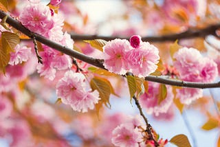 A close up (from around 50cm away) of a cherry blossom tree. The blossoms are pink.