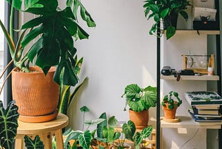 Breathe Easy: The Best Hypoallergenic Plants for Indoor Spaces