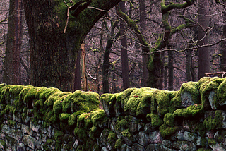 Stone Fence, Peak District, England