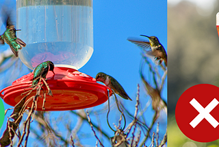 Attracting Hummingbirds: Ditch the Red Dye and Do This Instead