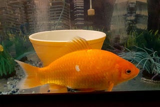 Shit My Goldfish Says: