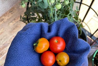 An outstretched hand covered by a blue hand towel with four red and orange tomatoes nestled in the palm. In the background, a tomato plant with small green tomatoes growing in.