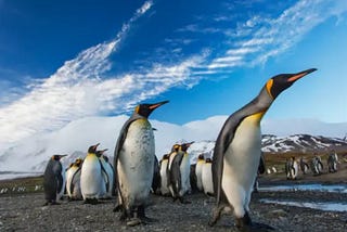 Penguins: How Evolving Physiology & Anatomy Maintain Homeostasis & Equilibrium