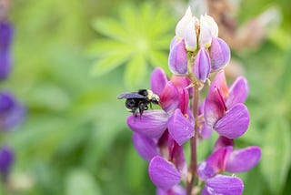 Buzzing with curiosity: WDFW’s new second-grade science curriculum brings pollinators, biodiversity…