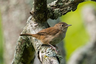 Saturday Species Spotlight: Carolina Wren