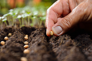 What is Seeding? Methods and Importance of Seeding