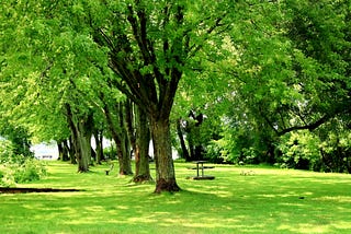 A park with bright green trees