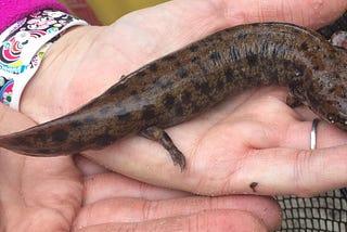 Picture of Neuse River Waterdog salamander in a person’s hand