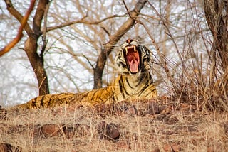 Bandhavgarh National Park: Where The Wild Comes To Life