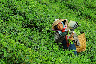 Life of Tea Garden Worker