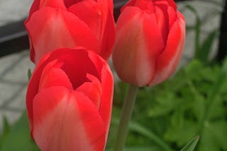 Riotous Red Tulips