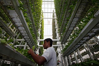 WHY LONDON SHOULD INVEST IN VERTICAL FARMS