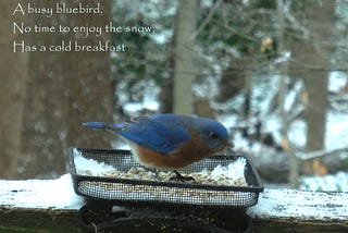 A bluebird sits on a small feeder. A snowy woods is in the background.
