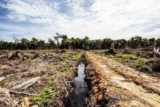 Last stand at Leuser