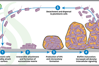 The Biology of Biofilm Growth