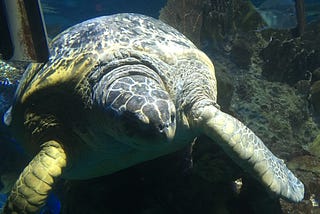 Financial Advice From a Sea Turtle