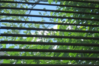 A view from inside gazing through the blinds at the bright, blue sky and trees that God created. God created you too and loves you very much!