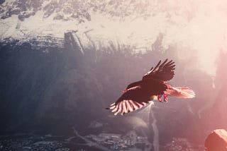 A bird flying over the city in the mountain