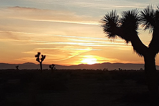 The Weirdest Thing That Blooms In My Desert