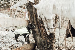 Building Trust and Connection with Your Horse for Confidence in the Saddle