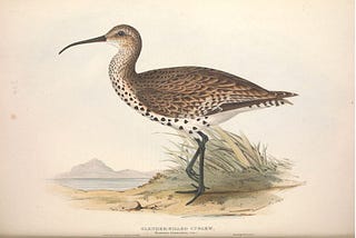 Painting of a noble if sad-looking bird with long legs, long neck and a long, slender, down-curved bill. The curlew has brown feathers on back and wings and black spots on neck and breast. It stands on one leg with the other slighly raised. It  is beside a clump of straggy grass with a water body and mountain in the background.