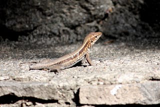 The “trick” of lizards to self-amputate their tails has been discovered.