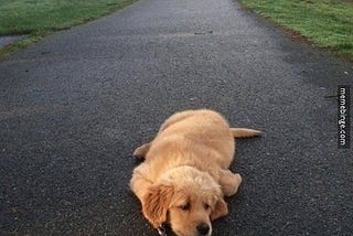 Puppy on a leash, exhausted, laying in the walking path, with eyes closed, not wanting to walk. The caption reads “I’m done. Carry me.”