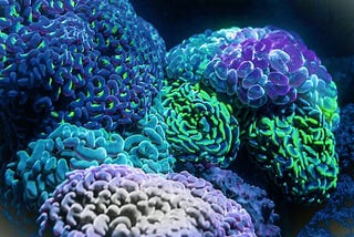 What is grey area art in the NFT space?