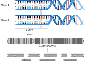 Variation in the Genome