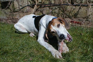 How a Rescued Hound Stretched Time