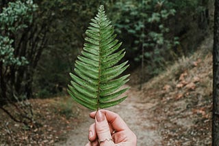 Kembali ke Hutan dengan Segenap Jiwa