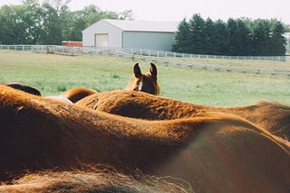 Day 7/100: Freedom Farm Visit (Soon)