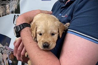 Golden Retriever puppy being held