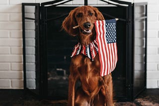 A patriotic dog proudly holds the American flag in its mouth.